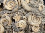 Dactylioceras Ammonite Cluster On Wood Base #8827-4